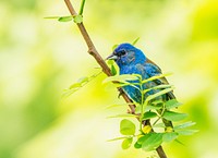 Indigo Bunting, wild bird.