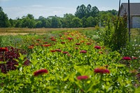 Flowers grow at Singletree Flower Farm in Goshen, Indiana June 29, 2022. Kate Friesen and Scott Kempf founded the fresh cut flower farm in 2018. They sell flowers through a CSA, at local farmers’ markets and for special events. Friesen and Kempf received assistance through USDA’s Natural Resources Conservation Service’s Environmental Quality Incentives Program (EQIP) to add a high tunnel and hedgerow to the farm. (NRCS photo by Brandon O’Connor)