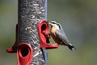 Red-breasted nuthatch, wild bird.