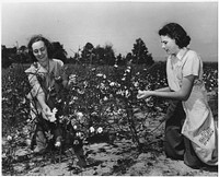 Women pick cotton for the U.S. Crop Corps, ca. 1943. Original public domain image from Flickr