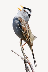 Sparrow bird, isolated design