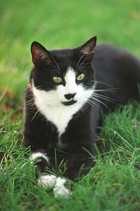 Socks the cat. Original public domain image from Flickr