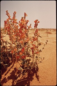 Orange mallow - showy desert flowers, 05/1972. Photographer: Norton, Boyd. Original public domain image from Flickr