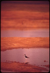 Hawaiian stilt bird, an endangered species, is returning to nest in ponds at the Kaneohe Marine Corps Air Station, October 1973. Photographer: O'Rear, Charles. Original public domain image from Flickr