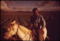 With pineapple fields as his arena, Henri Aki takes his horse for a late afternoon training session near Lanai City. Pineapple growing takes up 16,000 acres of the island's territory, October 1973. Photographer: O'Rear, Charles. Original public domain image from Flickr