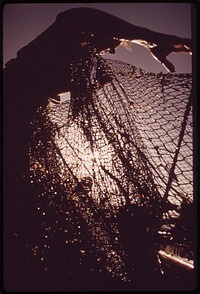 California fish and game biologist checks gill nets placed in the Colorado River. Nets provide data on the number of fish in the area, May 1972. Photographer: O'Rear, Charles. Original public domain image from Flickr