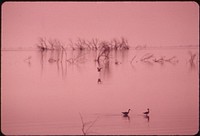 Marshland fowl at the Salton Sea National Wildlife Refuge, May 1972. Photographer: O'Rear, Charles. Original public domain image from Flickr