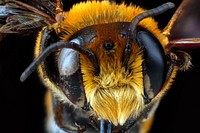 Megachile lanata, male, Hawaii, Oahu, represents a new species for the islands in the Pacific, originally from Africa, now widespread in the Caribbean, March 2012.