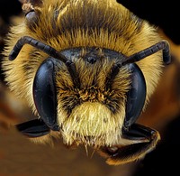 Andrena rudbeckiae, male, June 2012, Kent County, Maryland. Original public domain image from Flickr