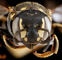 Dianthidium simile, female, Michigan, July 2011, Sleeping Bear Dunes National Lakeshore. Original public domain image from Flickr