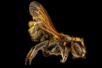 Megachile species_b, female, rt side, Dominican Republic
