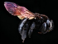 Xylocopa mordax, F, right side, Dominican Republic