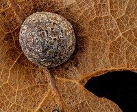 Pin oak gall, U, back, Upper Marlboro, MD