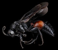 Mutillid Wasp, male, side, Georgia, Camden County