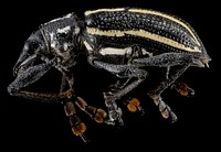 Curculionidae, U, side, La Ve Jarabacoa, Dominican Republic