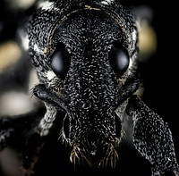 Curculionidae, U, face, La Ve Jarabacoa, Dominican Republic