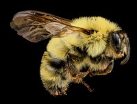 Bombus bimaculatus, M, Side, VA, Wolftrap