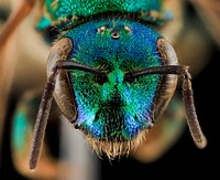 Augochloropsis sumptuosa, F, face, NC Moore County