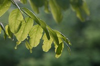 Plant leaves