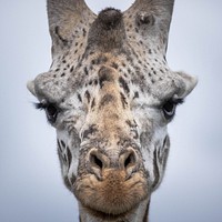 Nairobi National Park