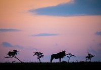 A wildebeest is silhouetted against the dawn before sunrise in the Ol Kinyei Conservancy in Kenya's Maasai Mara
