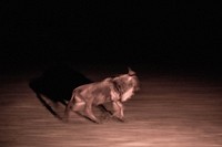 A Wildebeest is illuminated in an infra-red torch light at night in the Ol Kinyei Conservancy in Kenya's Maasai Mara