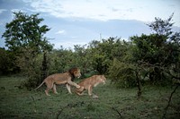 A male lion and lioness n the Ol Kinyei Conservancy in Kenya's Maasai Mara, prepare to mate during a prolonged mating session, which sees them copulate roughly every 15mins during a 48hr period