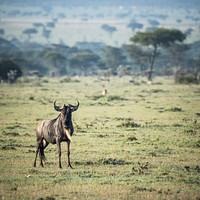 A lone Wildebeest stands on the grassland savannah of the Ol Kinyei Conservancy in Kenya's Maasai Mara