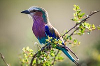 A lilac-breasted roller sits atop a bush in the Mara Triangle, part of Kenya's wider Masai Mara ecosystem