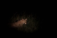 A female leopard is illuminated by a spotlight during a night-time game drive in Naboisho Conservancy bordering the Masai Mara National Reserve in Kenya