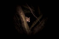 A female leopard is illuminated by a spotlight during a night-time game drive in Naboisho Conservancy bordering the Masai Mara National Reserve in Kenya