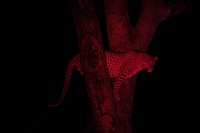 A female leopard is illuminated by a red spotting lamp during a night-time game drive in Naboisho Conservancy bordering the Masai Mara National Reserve in Kenya