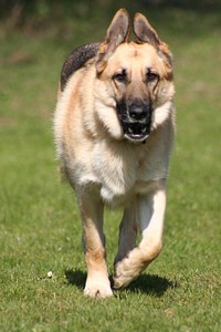 German Shepperd running