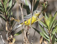 Bird on a tree branch