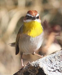 Bird on a tree branch