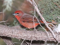 Bird on a tree branch