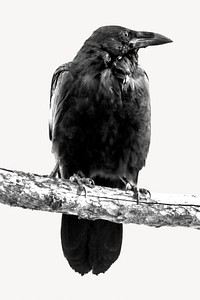 Black crow, isolated design