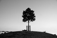 Black and white tree on hill