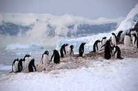 Penguins in antartica