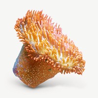 Orange sea anemone   collage element graphic psd