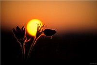 Anemone Pulsatilla