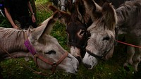 Ane donkeys