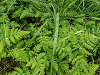 Fern rain droplets