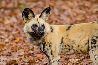 African wild dog