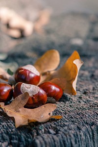 Chestnut autumn