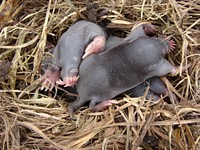 Baby moles