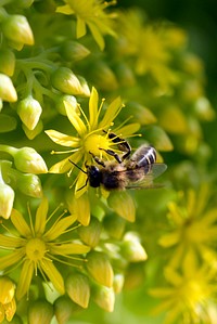 Bee