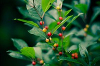 Red Hypericum Berries Flower 