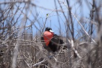 Ecuador wildlife bird