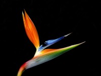 Bird of paradise flower